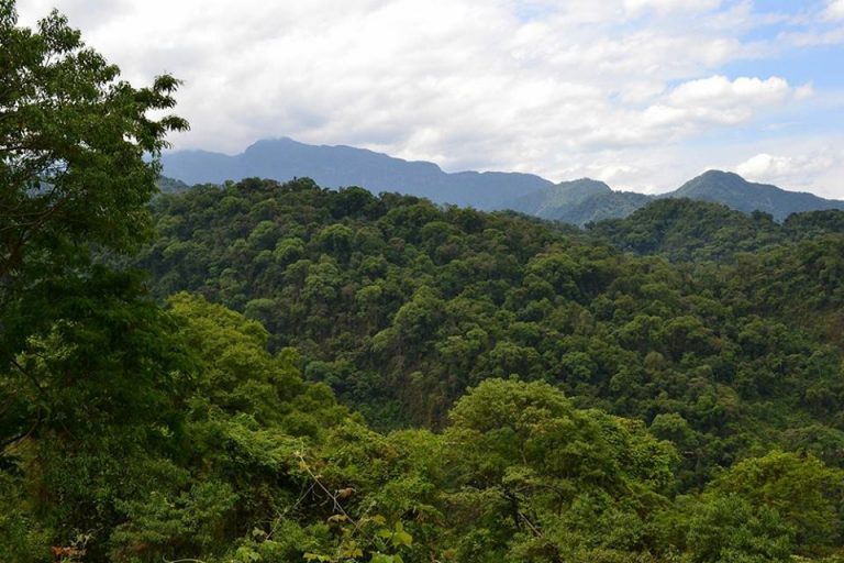 Agenda virtual: Conversatorio sobre «Los Bosques Nativos en la Argentina: el desafío de preservar y producir»