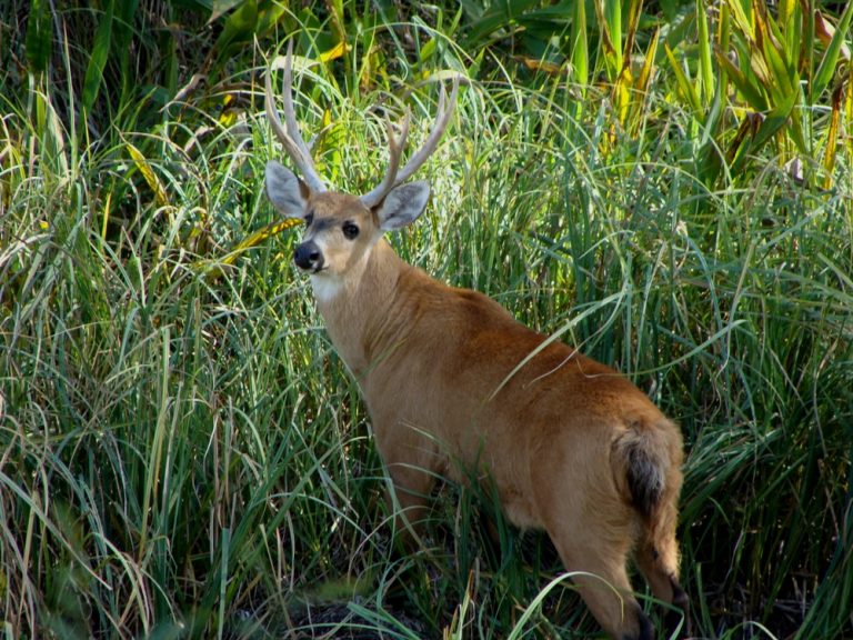Arauco apoya programa de conservación que logró aumentar la población del Ciervo de los Pantanos en la zona del Delta del Paraná