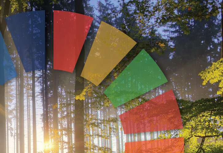 Los bosques y plantaciones forestales todavía se subestiman como aliados para frenar la pobreza rural 