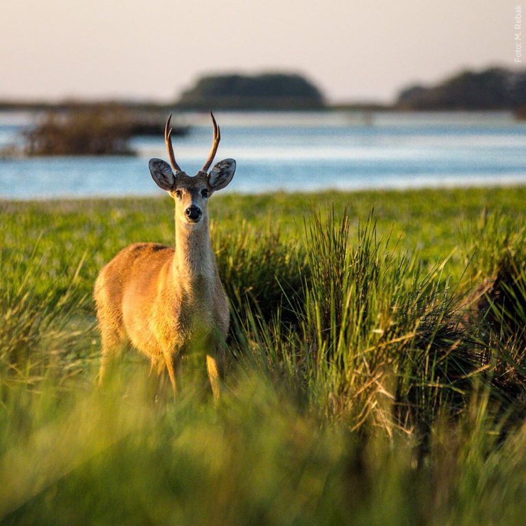 Áreas Protegidas | La evidencia científica indica que es necesario conservar un 30% del territorio nacional y océano para frenar la pérdida de biodiversidad, almacenar carbono y prevenir futuras pandemias