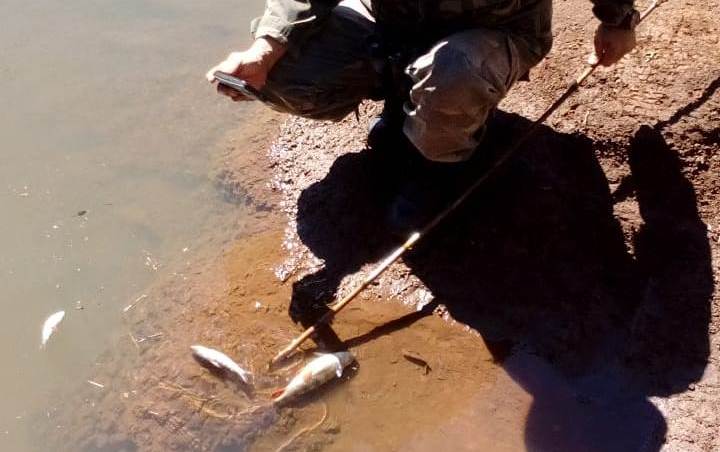 Investigan en Misiones daño ambiental en el Arroyo Urugua-í al limite de predios forestales de Arauco, ante la denuncia de pobladores por la mortandad de centenares de peces juveniles de bogas