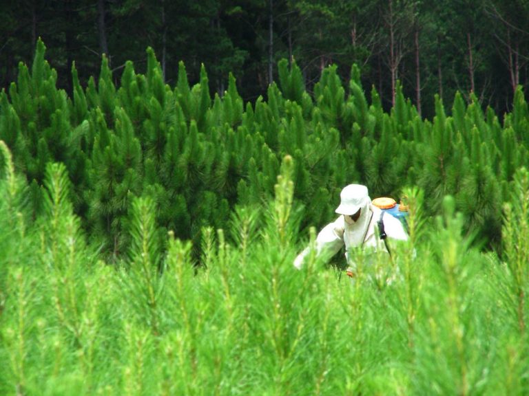 La prórroga de la Ley 25.080 da la oportunidad de ser un país forestal