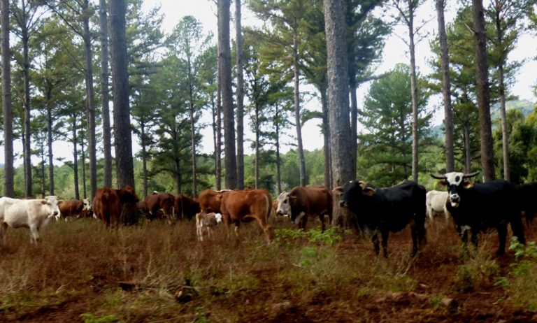Productores misioneros esperan recuperar la confianza en el incentivo de la Ley 25.080 y una mayor dinámica con el financiamiento del Seguro Verde para forestar