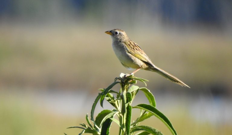 Respetar, cuidar y disfrutar de la naturaleza, la premisa en el Día Mundial de la Vida Silvestre