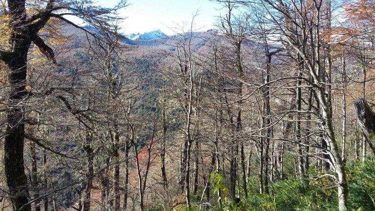 Ushuaia será sede de las Jornadas Forestales de Patagonia Sur y el Congreso Agroforestal Patagónico