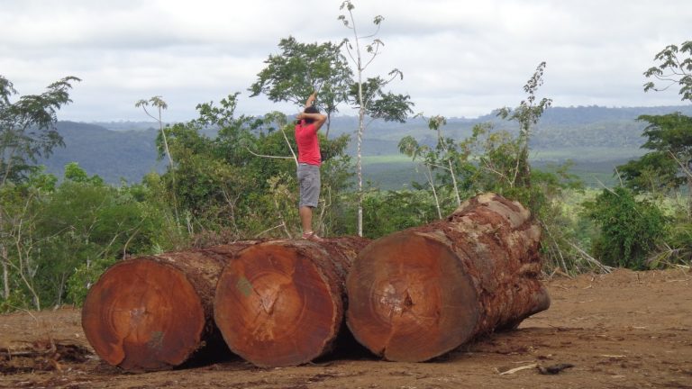 Polémica: FSC suspendió a la brasileña Jari Forestal el certificado por infringir políticas del sistema de manejo forestal