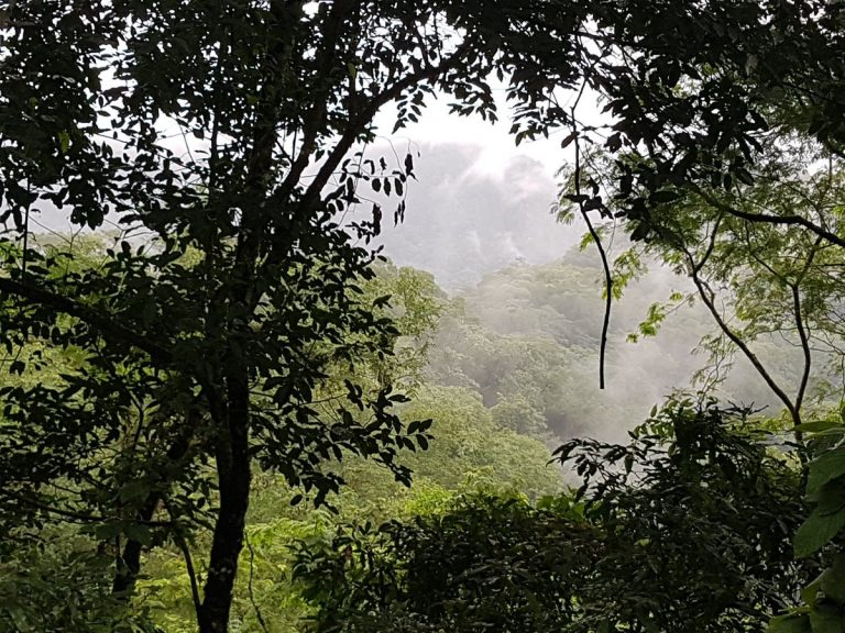 La FAIF advierte sobre la crítica asignación presupuestaria 2025 para la Ley de Bosques 26.331