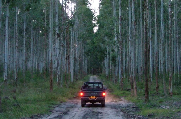 Chilena Masisa se retira del negocio forestal de la Argentina y vende sus activos por U$s 70 millones a Central Puerto