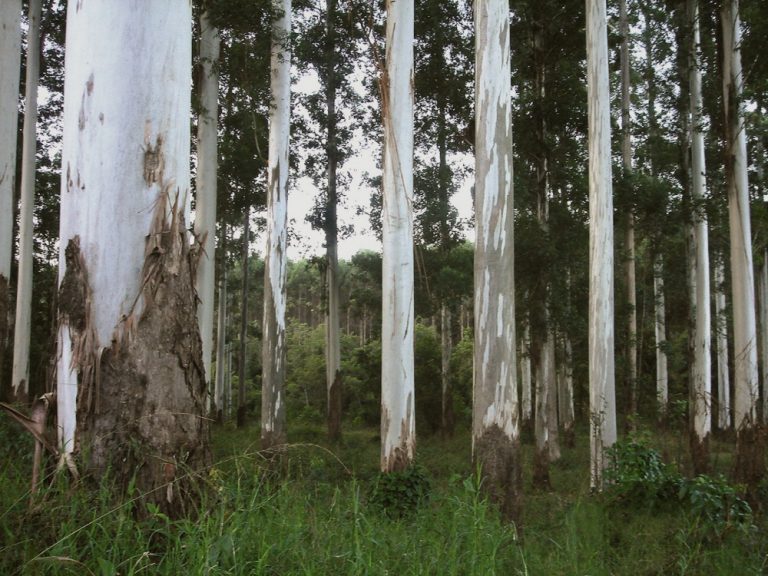 Se agitan los negocios en el Sur forestal: también la universidad de Harvard cerró una venta millonaria por sus activos con Agroempresa Forestal en Uruguay