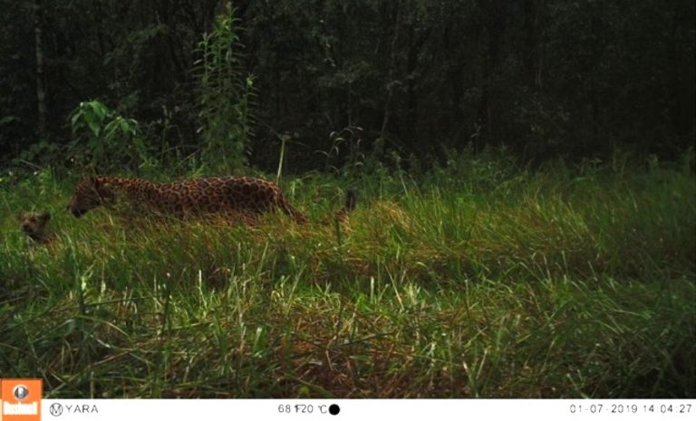 Avistaron un yaguareté hembra con su pequeño cachorro en la reserva privada San Jorge, al norte de Misiones