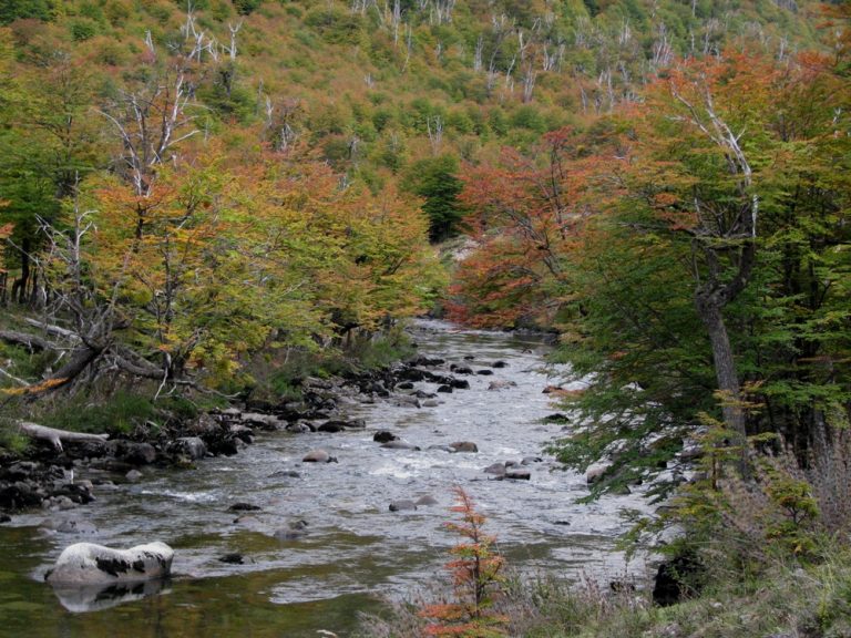 Tierra del Fuego | Bosques de lengas milenarias y estepas son el corazón de la Ruta del Fin del Mundo