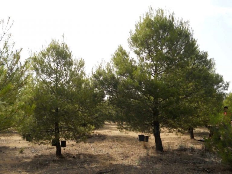 Validan un tratamiento forestal para aumentar la capacidad de adaptación de los árboles frente al cambio climático