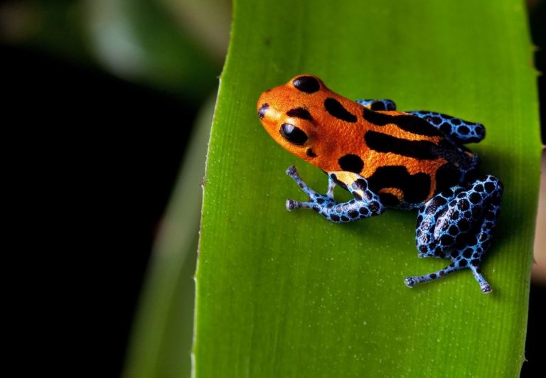 COP16 en Roma | Sociedad civil de América Latina exige acciones concretas para frenar la crisis climática y la pérdida de biodiversidad