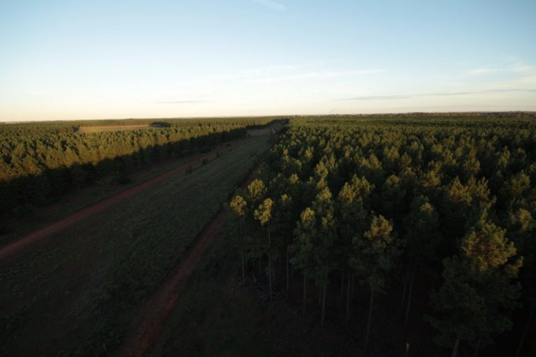 El gobierno de Corrientes presentará al sector foresto-industrial de la región el proyecto del futuro puerto de Lavalle