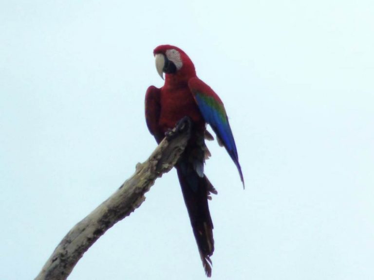 Registraron un Guacamayo rojo, especie en peligro de extinción en el país, en su vuelo en libertad por el Parque Provincial Pto. Península
