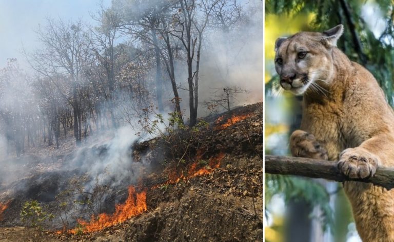 Jujuy: por temor a un puma, prendieron fuego a un campo y terminaron incendiando 200 hectáreas