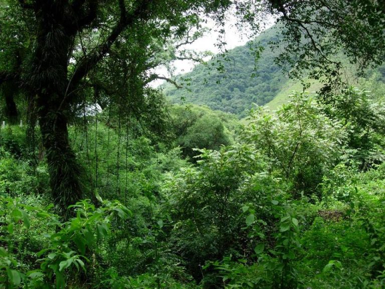 Misiones avanzará en la creación de una Secretaría de Estado de Cambio Climático