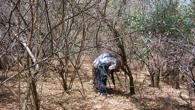 Para investigadores de la UBA y la UNSE, es «factible» la recuperación de los bosques del Chaco Semiárido