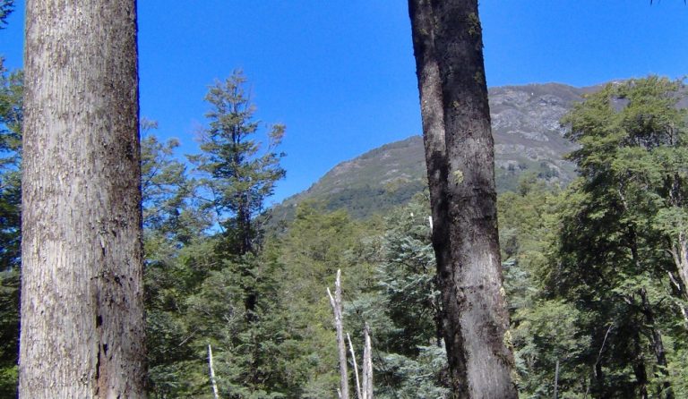 La ciencia, la técnica y la gestión, una controversia para el manejo sustentable de los bosques nativos