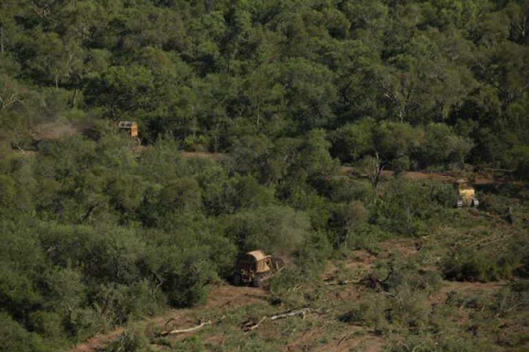 Más de 36 ONGs ambientales se unieron por el reclamo a la Nación del cumplimiento en la aplicación de ley de Bosques