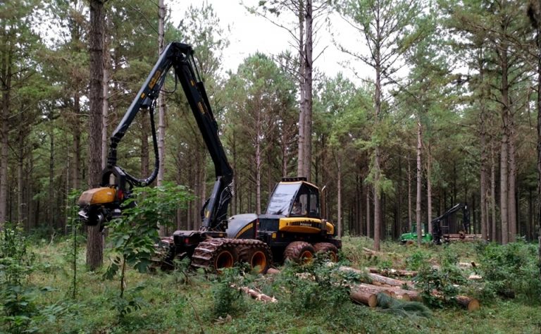 Oportunidad laboral: en Misiones, la empresa TAEDA SA busca Encargado Forestal con experiencia