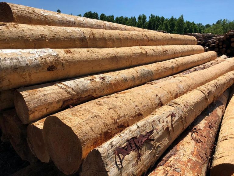 China importó 120 millones de metros cúbicos de madera en 2018 y tiene proyecciones de incrementar hasta 700 millones en el mediano plazo