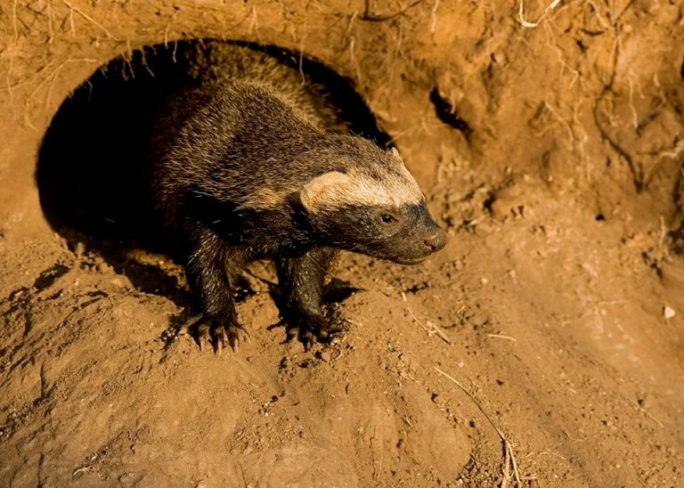 Aves amenazadas, curiosos hurones, carpinchos, corzuelas pardas entre las especies que habitan la Reserva Natural Privada El Potrero