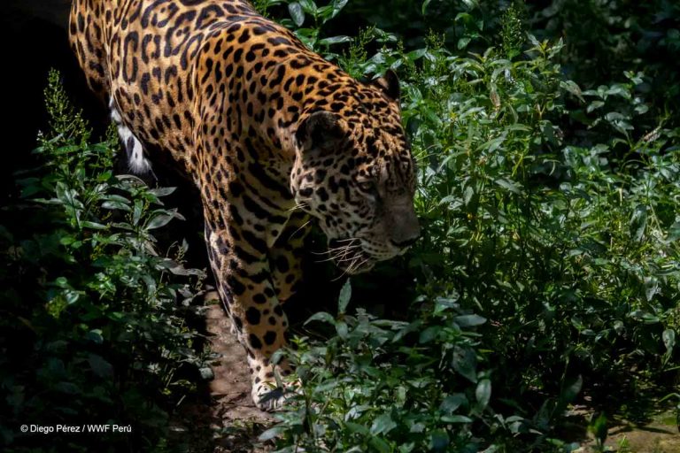 Conservación: se estima una población de 2 mil jaguares en el Corredor Napo-Putumayo entre la frontera de Ecuador, Perú y Colombia