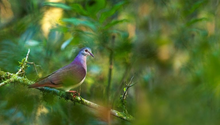 Una paloma montera violácea fue registrada en la reserva privada San Sebastián al norte de Misiones, un ave muy pocas veces vista en el mundo  