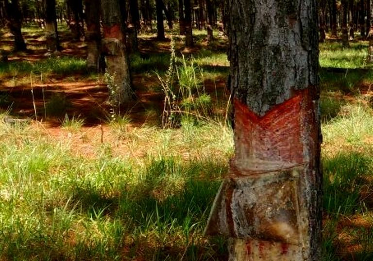 La resina de pino, una excepción entre los productos forestales ante la crisis argentina: se exporta, tiene buen precio y demanda sostenida