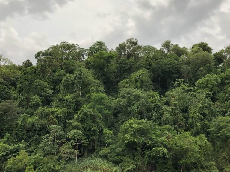 Más de 12 millones de hectáreas de bosques tropicales desaparecieron el último año, la mayor pérdida registrada desde 2001