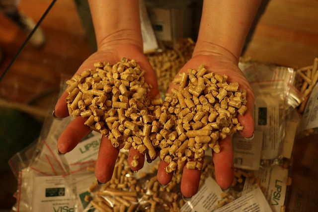 Bioenergía, una alternativa en el negocio sostenible a través del aprovechamiento eficiente de las plantaciones forestales