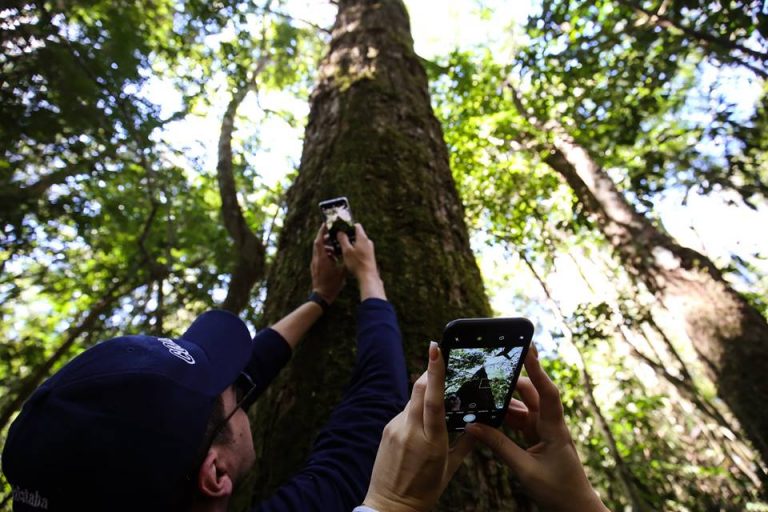Argentina Forestal y Misiones Online se suman a la magnífica expedición ambiental que dará a conocer a los “Colosos de la Tierra”, los árboles gigantes de Paraguay