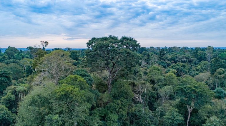Los bosques tropicales están perdiendo la capacidad de eliminar carbono