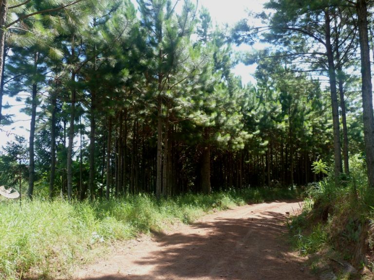 Ley 25.080: Resolución N°134 Planilla de Costos con actualización a partir de planes forestales de 2017