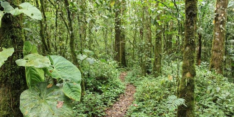 Colombia, entre los países clave para restaurar los bosques tropicales