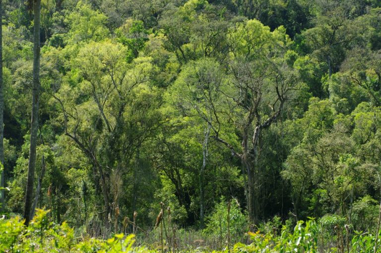 Ley de Bosques: ¿qué pasa con el presupuesto que debería asignarse a cada provincia?