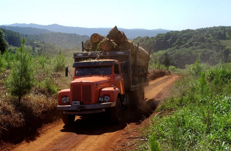 Misiones combatirá la ilegalidad en el comercio de madera nativa con nuevo sistema digital de control forestal