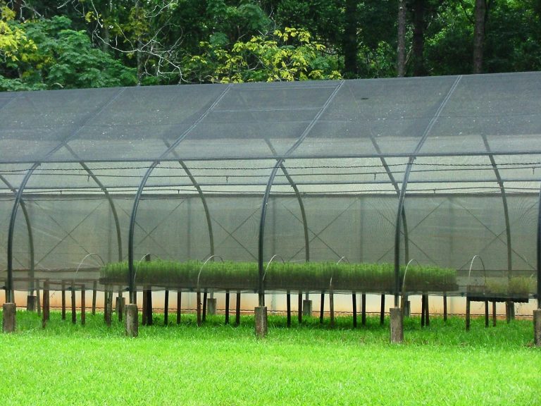 Ley 25.080: Agroindustria aprobó actualización de costos de planes forestales de proyectos presentados en 2017 y 2018