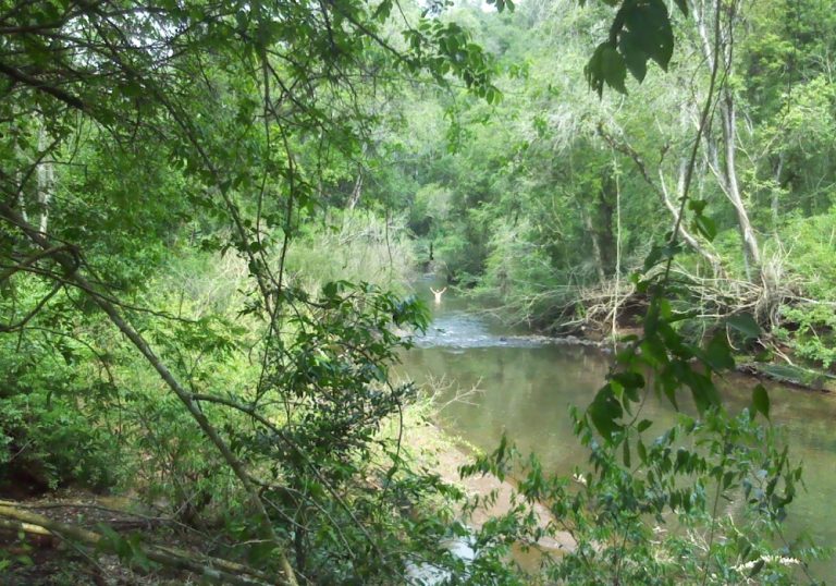 Misiones: denunciaron intimidaciones, daños ambientales y desmontes por intrusión en la única reserva privada de El Soberbio, en la cuenca del Arroyo Chafariz