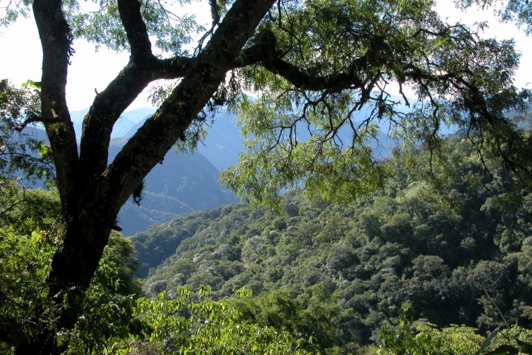 Oportunidad laboral: Ambiente de la Nación busca un profesional en Manejo Forestal para ocupar el cargo de Coordinador de un proyecto de Bosques Nativos y Comunidad 