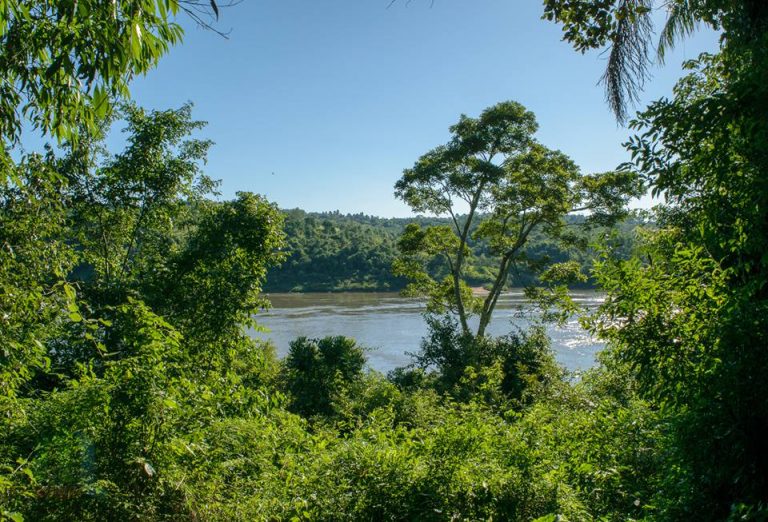 La restauración de bosques puede ser una de las armas más poderosas para combatir el cambio climático