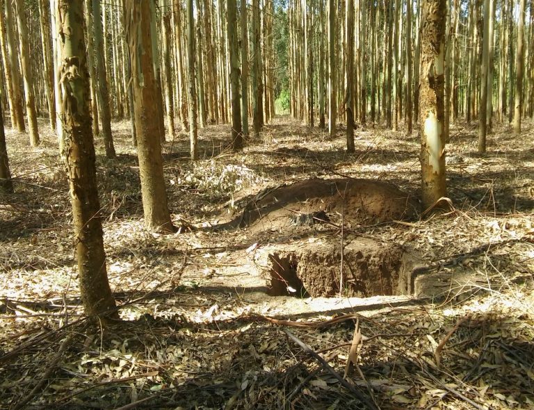 Los suelos forestales, un componente climáticamente inteligente del sistema productivo  