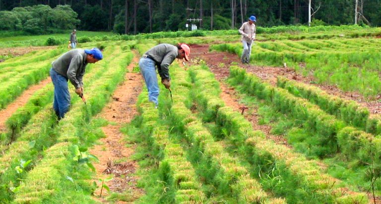 Búsqueda Laboral: Operario Forestal con experiencia en plantación de pino y eucalipto, control de hormiga y brigadista de incendio busca empleo en el NEA