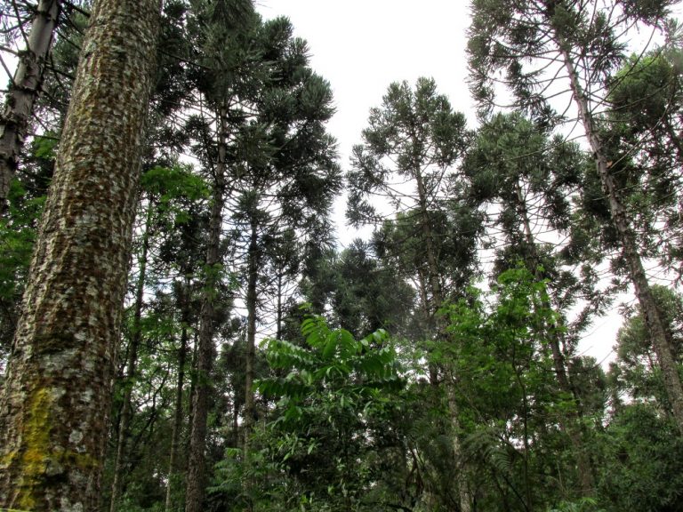 Plantaciones forestales mixtas: una alternativa productiva y generadora de servicios ambientales