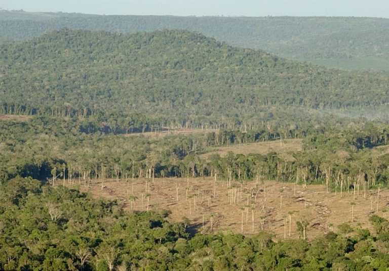 Cambio Climático: Rusia, EE UU, Canadá, Australia, China y Brasil serían los países que concentran el 50% del potencial de reforestación y darían el «respiro» que necesita el planeta