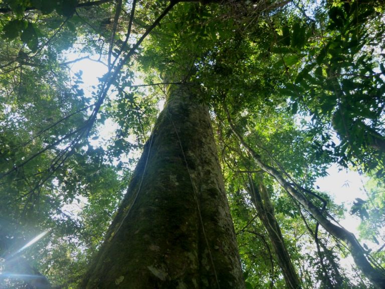 “El Bosque Atlántico es uno de los sitios más amenazados del mundo”, asevera la investigadora Evelyn Duarte, de la UNNE- CONICET