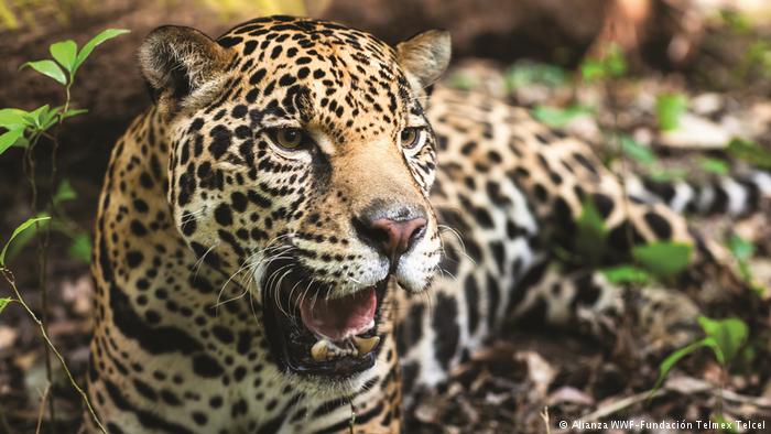 Ambiente, PNUD y Ecología lanzaron en conjunto en Misiones la convocatoria para proyectos de conservación del yaguareté