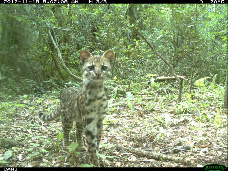 Corredor biológico Urugua-í – Foerster logra la regeneración del Bosque Altlántico y la recuperación de la fauna en el norte de Misiones