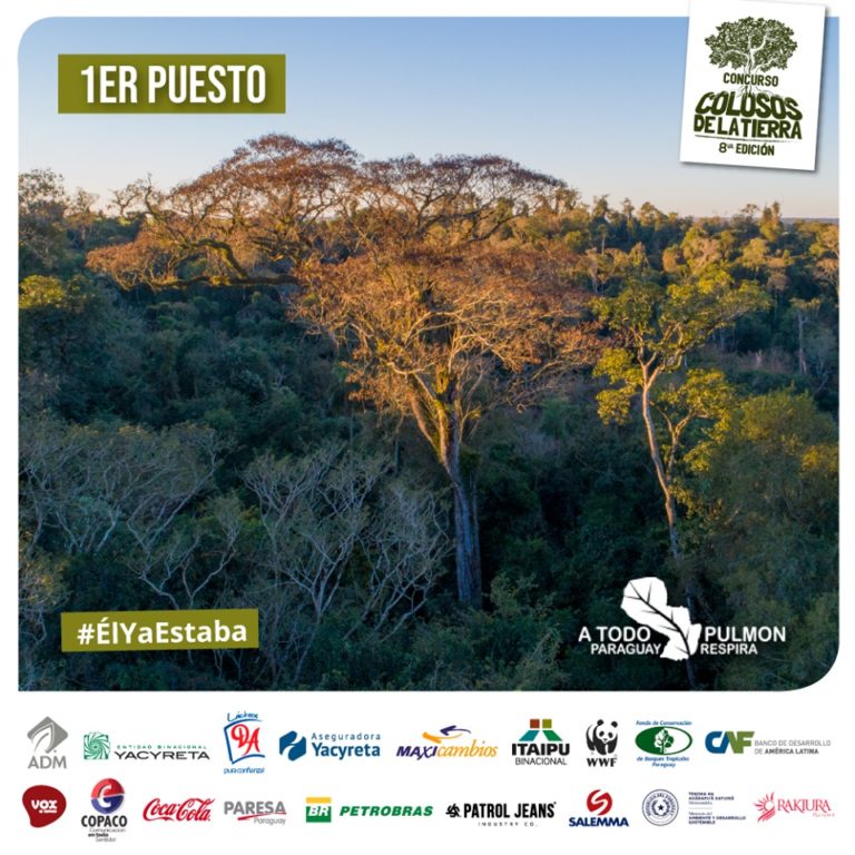 Paraguay: un Yvyra Pytâ, de Edelira, se consagró como el árbol más grande de 8va edición del Concurso Colosos de la Tierra 2019